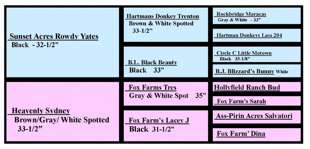 Stroker's Pedigree