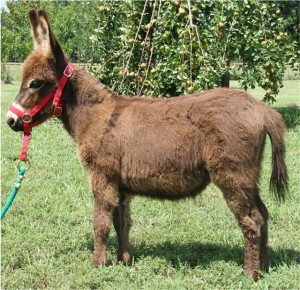 gypsy-2-mos-small1 gypsy-2-mos-small1